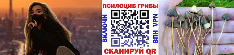блэк спрут ТОР  Великий Устюг  Галлюциногенные грибы Psilocybe 